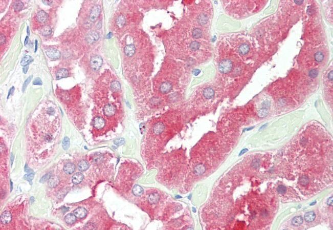 Goat anti-HDAC6 Antibody