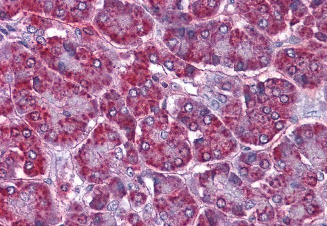 Goat anti-SORBS1/ponsin (internal region) Antibody