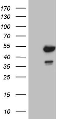 IHO1 antibody