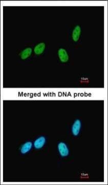 RED antibody [N1], N-term