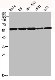 IK antibody