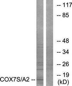Ik3-1 antibody
