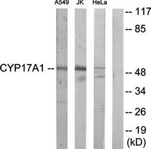 Ik3-2 antibody