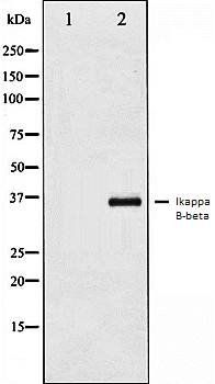 IkappaB-beta antibody