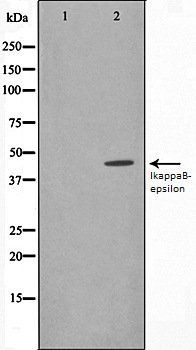 IkappaB-epsilon antibody