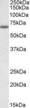 Goat anti-IKAROS / IKZF1 Antibody