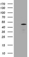 IKB alpha (NFKBIA) antibody