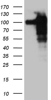IKB epsilon (NFKBIE) antibody