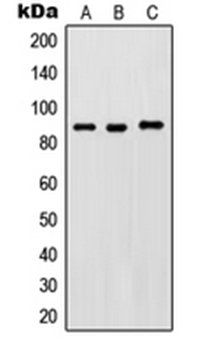 IKK beta (phospho-Y188) antibody