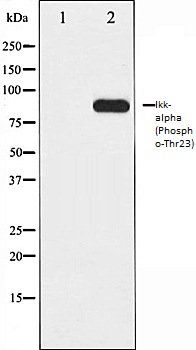 Ikk-alpha (Phospho-Thr23) antibody