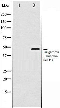 Ikk-gamma (Phospho-Ser31) antibody
