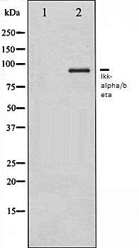 Ikk-alpha/beta antibody