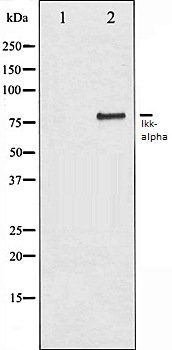 Ikk-alpha antibody