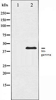 Ikk-gamma antibody