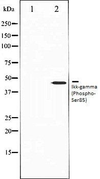 Ikk-gamma (Phospho-Ser85) antibody