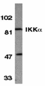 IKK alpha Antibody