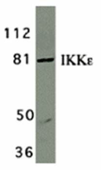 IKK epsilon Antibody