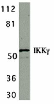 IKK gamma Antibody