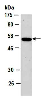 IKZF1 antibody
