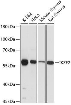 IKZF2 antibody