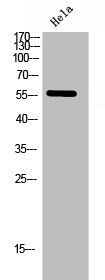 IKZF2 antibody