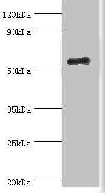 IKZF3 Antibody