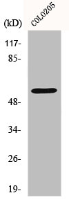 IKZF3 Antibody