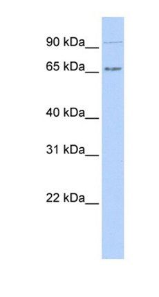 IKZF4 antibody