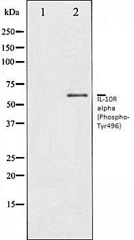 IL-10R alpha (Phospho-Tyr496) antibody