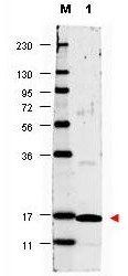 IL-17A antibody (Biotin)