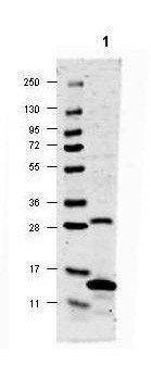 IL-17A antibody