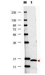 IL-17F antibody