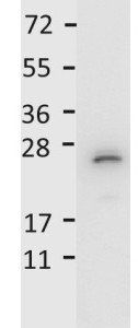 IL-27/p28 antibody
