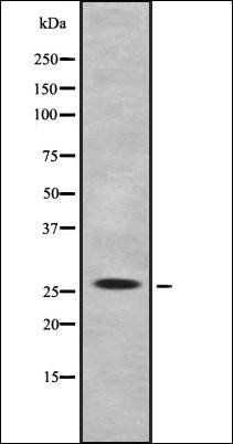 IL-32 antibody