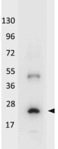 IL-32A antibody (Biotin)