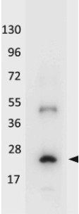IL-32A antibody (Peroxidase)