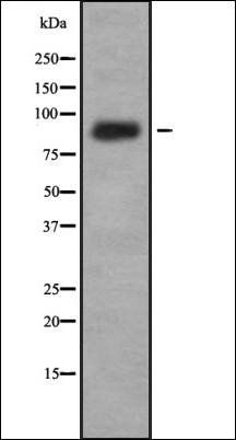 IL-4R alpha antibody