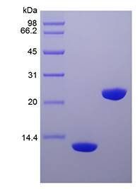 IL-5 protein