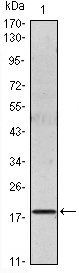 IL-6 Antibody