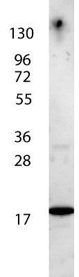 IL-7 antibody (Peroxidase)