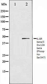 IL-8R beta/CDw128 beta (Phospho-Ser347) antibody