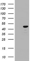 IL1 alpha Antibody