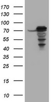 IL1 alpha (IL1A) antibody