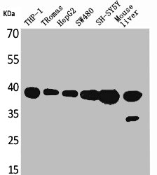 IL10 antibody