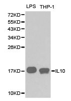 IL10 Antibody