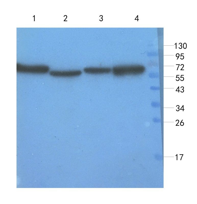 IL10 Rabbit Polyclonal Antibody