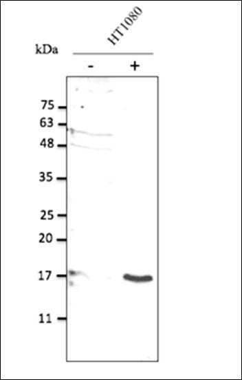 IL10 Antibody