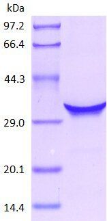 IL10 protein