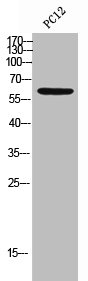 IL10RA Antibody