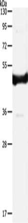 IL11RA Antibody